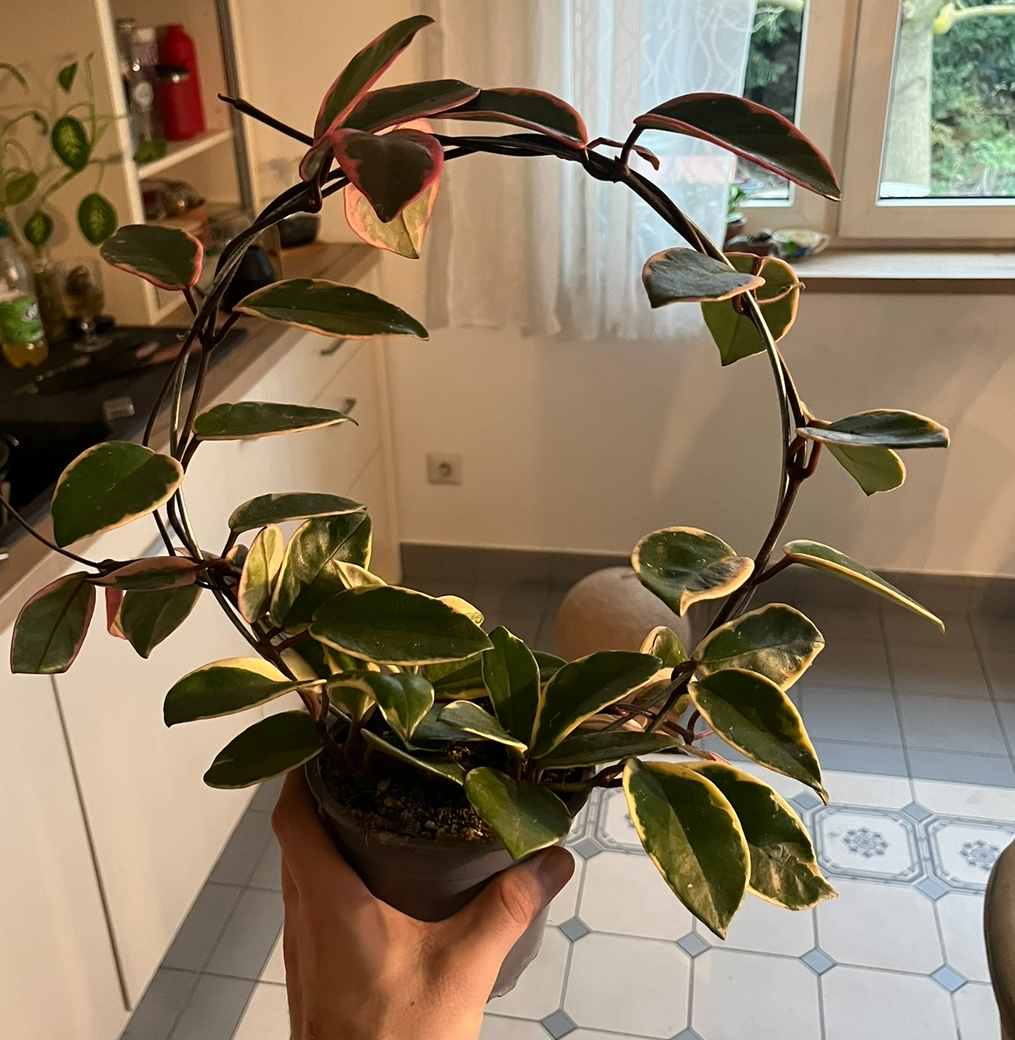 Hoya carnosa Flamingo Dream